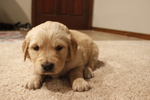 Small Photo #1 Golden Retriever Puppy For Sale in HILLSBORO, KS, USA
