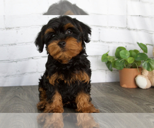 YorkiePoo Puppy for sale in RED LION, PA, USA