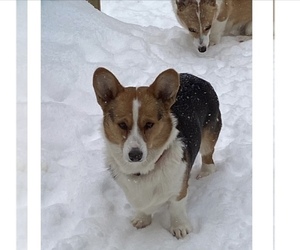 Mother of the Pembroke Welsh Corgi puppies born on 03/25/2023