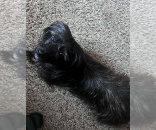 Medium Photo #5 Mutt Puppy For Sale in Corona, CA, USA