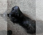 Small #4 Mutt