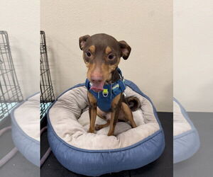 Miniature Pinscher-Unknown Mix Dogs for adoption in Oakhurst, NJ, USA