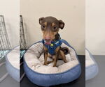 Small Miniature Pinscher Mix