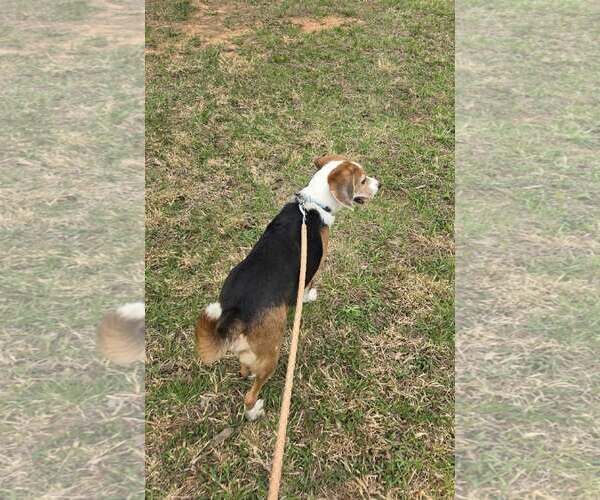 Medium Photo #3 Beagle Puppy For Sale in Rustburg, VA, USA