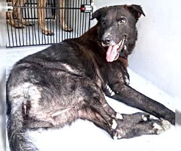 Medium Photo #2 Labrador Retriever-Unknown Mix Puppy For Sale in Houston, TX, USA