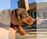 Small Photo #2 Dachshund Puppy For Sale in SANTA CLARITA, CA, USA