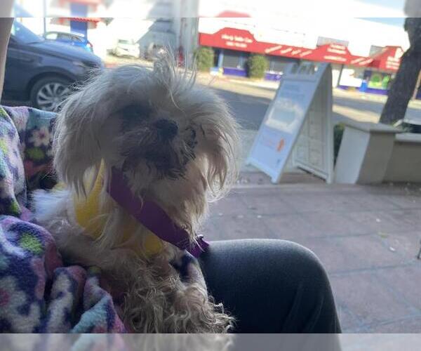 Medium Photo #1 Maltese Puppy For Sale in Pasadena, CA, USA