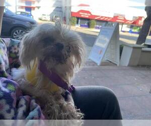 Maltese Dogs for adoption in Pasadena, CA, USA