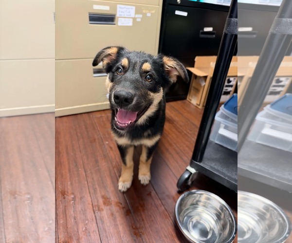 Medium Photo #1 German Shepherd Dog-Unknown Mix Puppy For Sale in Holly Springs, NC, USA