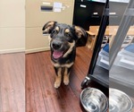 Gloria - Female German Shepherd Dog-Unknown Mix Dog for Adoption - Small photo