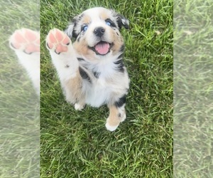 Australian Shepherd Puppy for sale in WELLINGTON, MO, USA