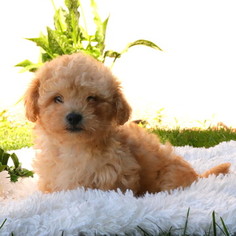 Medium Goldendoodle-Poodle (Miniature) Mix