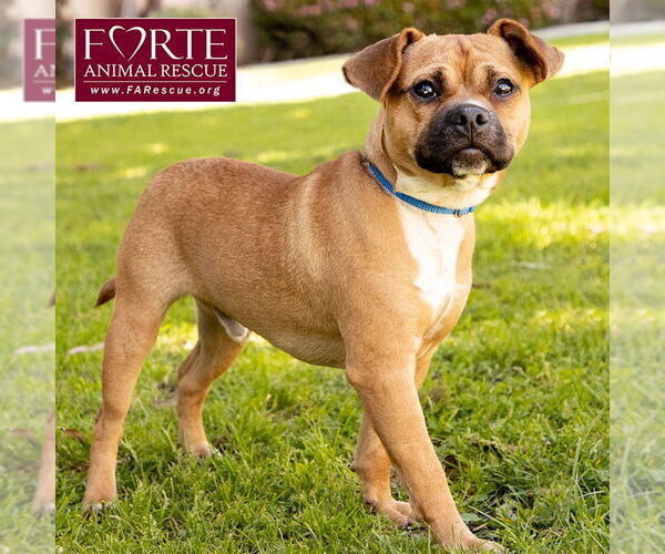 Medium Photo #2 Puggle Puppy For Sale in Marina del Rey, CA, USA