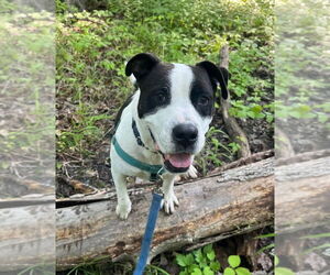 American Staffordshire Terrier Dogs for adoption in Lawrenceville, NJ, USA