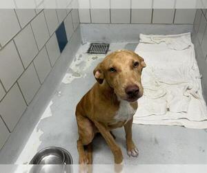 Rhodesian Ridgeback-Unknown Mix Dogs for adoption in Grand Prairie, TX, USA