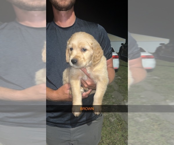Medium Photo #12 Golden Retriever Puppy For Sale in HAMPTON, FL, USA