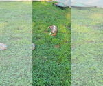 Small #2 Mutt
