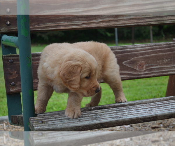 Medium Photo #20 Golden Retriever Puppy For Sale in GREENWOOD, WI, USA