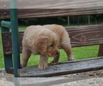 Puppy Rusty Golden Retriever