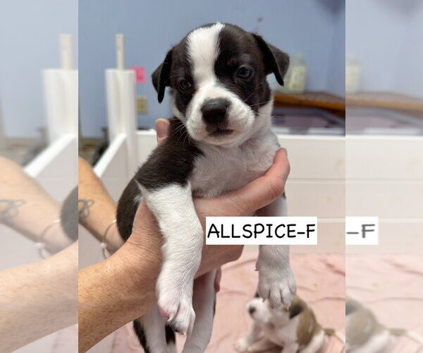 Medium Photo #6 American Boston Bull Terrier Puppy For Sale in Gilberts, IL, USA