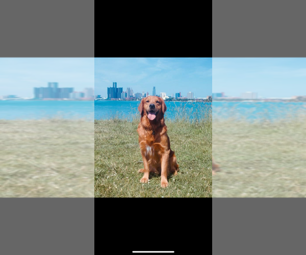 Medium Photo #1 Golden Retriever Puppy For Sale in DIX, IL, USA