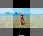 Small Photo #1 Golden Retriever Puppy For Sale in DIX, IL, USA