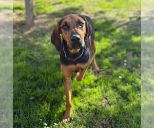 Black and Tan Coonhound-Unknown Mix Dogs for adoption in Modesto, CA, USA