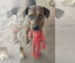 Small #4 Mountain Cur Mix