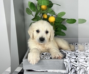 English Cream Golden Retriever Puppy for sale in FRANKLIN, IN, USA