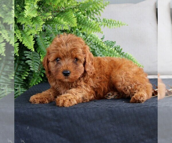 Medium Photo #4 Cavapoo Puppy For Sale in NARVON, PA, USA