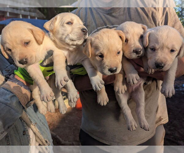 Medium Photo #1 Labrador Retriever Puppy For Sale in SHELTON, WA, USA