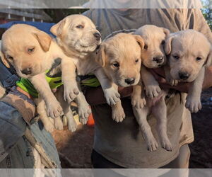 Labrador Retriever Puppy for sale in SHELTON, WA, USA