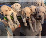 Image preview for Ad Listing. Nickname: Litter of 10