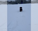 Small #24 Rottweiler