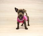Small Photo #6 Chihuahua Puppy For Sale in LAS VEGAS, NV, USA