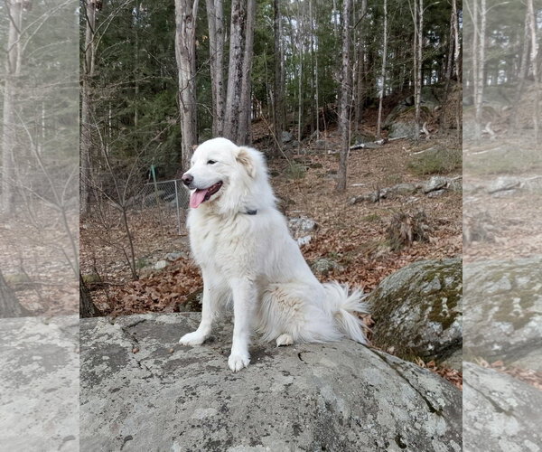 Medium Photo #2 Great Pyrenees Puppy For Sale in Croydon, NH, USA