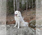 Small #1 Great Pyrenees