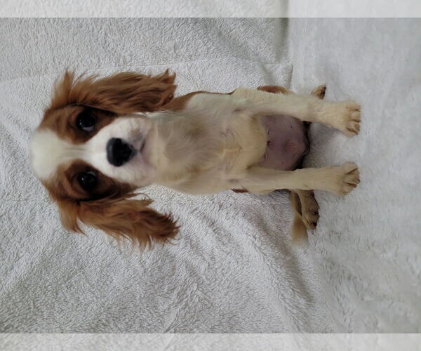 Medium Photo #3 Cavalier King Charles Spaniel Puppy For Sale in Lincolnwood, IL, USA