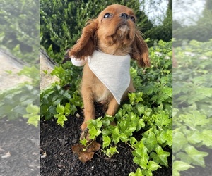 Cavalier King Charles Spaniel Puppy for Sale in HONEY BROOK, Pennsylvania USA