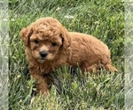 Small Photo #5 Shih-Poo Puppy For Sale in DUNDEE, OH, USA