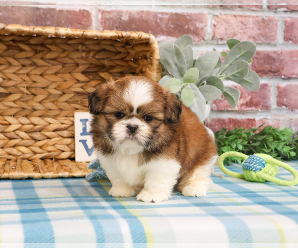 Medium Photo #4 Shih Tzu Puppy For Sale in SYRACUSE, IN, USA