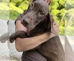 Small #17 Great Dane