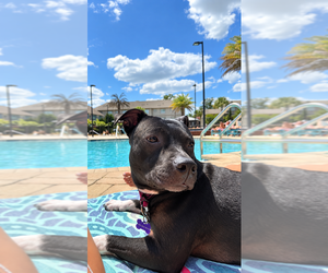 Daisy - Female Mutt Dog for Adoption - Photo #2