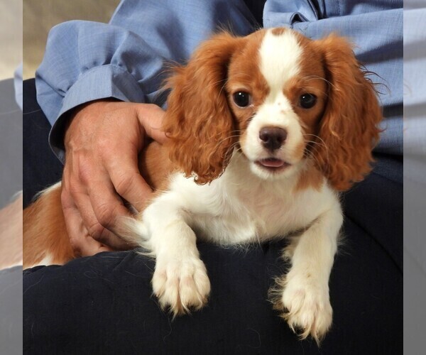 Medium Photo #1 Cavalier King Charles Spaniel Puppy For Sale in CARLISLE, KY, USA