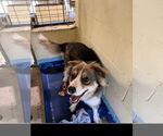 Small #2 Australian Shepherd-Collie Mix