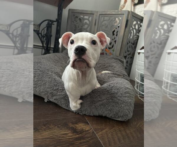 Medium Photo #5 American Pit Bull Terrier-Unknown Mix Puppy For Sale in Catasauqua, PA, USA
