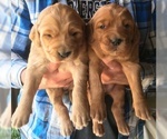 Small Photo #5 Golden Irish Puppy For Sale in WAYLAND, MI, USA