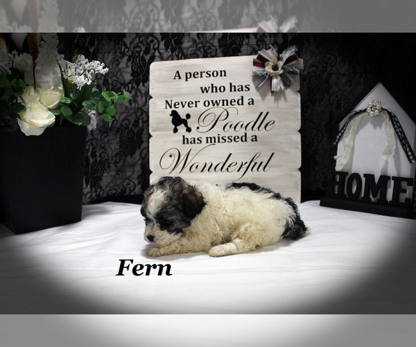 Medium Photo #16 Poodle (Toy) Puppy For Sale in CHANUTE, KS, USA