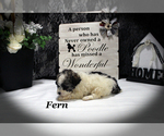 Small #15 Poodle (Toy)