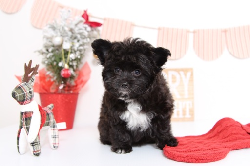 Medium Photo #1 Yoranian Puppy For Sale in NAPLES, FL, USA